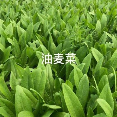 油麥菜